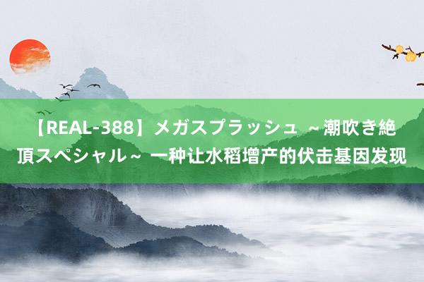 【REAL-388】メガスプラッシュ ～潮吹き絶頂スペシャル～ 一种让水稻增产的伏击基因发现